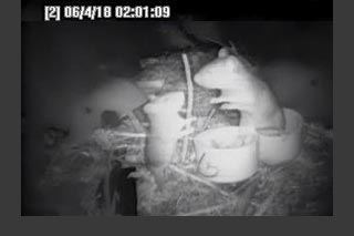 Analysing the occupancy of supplemental nest structures by Key Largo woodrats using infra-red cameras